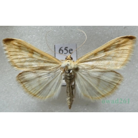 Sitochroa verticalis (Linnaeus, 1758) Przezierka szybianka Czech65e